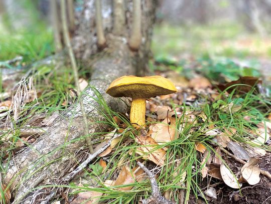 Magic Mushrooms, Fields of Turk’s Cap and Arachnids of Unusual Size