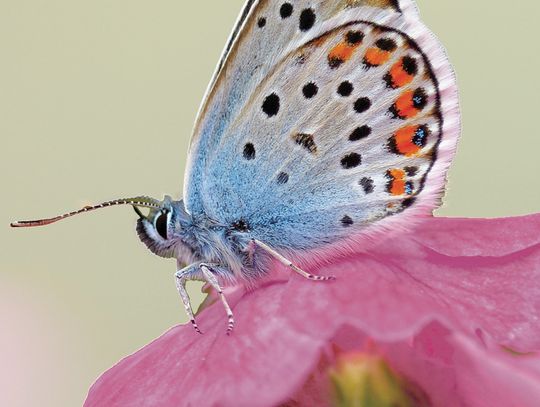Make your backyard a pollinator destination