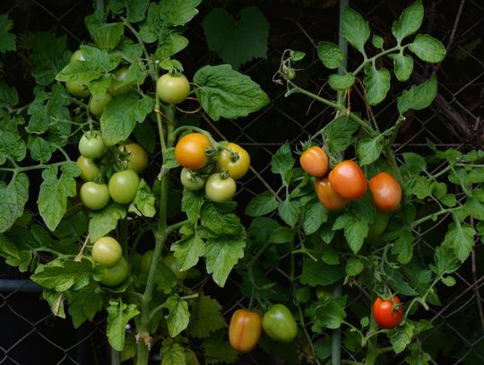 Master Gardeners offer Spring Vegetable Gardening class