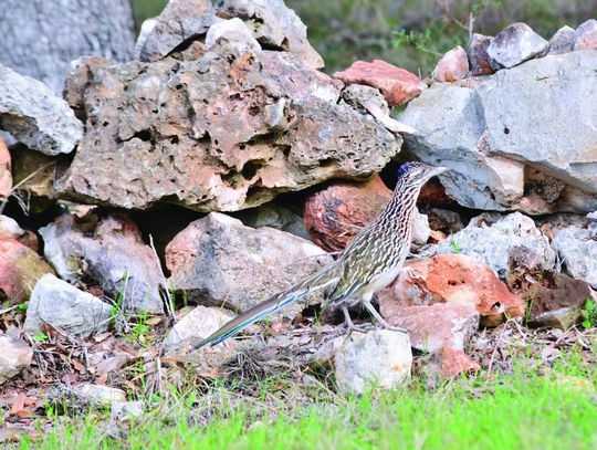 Meep meep! A roadrunner, from west city limits of San Marcos