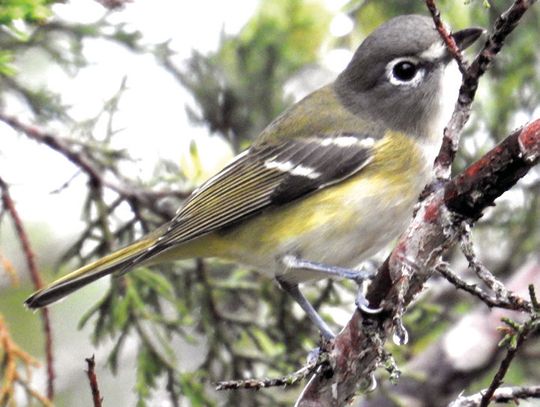 Migratory Day Bird Festival set for May 11 at Discovery Center