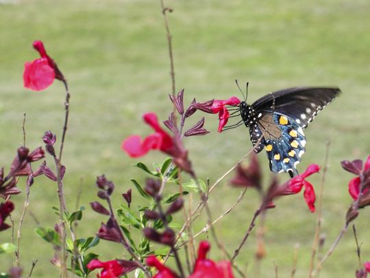 National Poetry Month at the Library