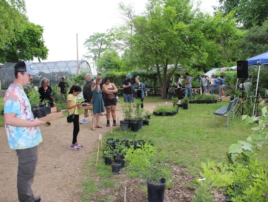 NATIVE PLANTS