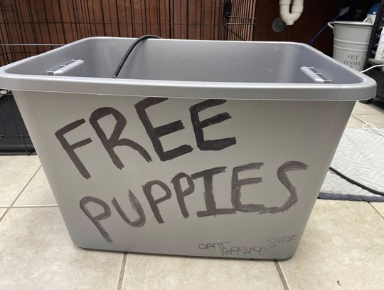 Newborn puppies saved after being left in box