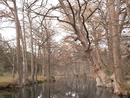 Oak Wilt discovered in Blue Hole Regional Park