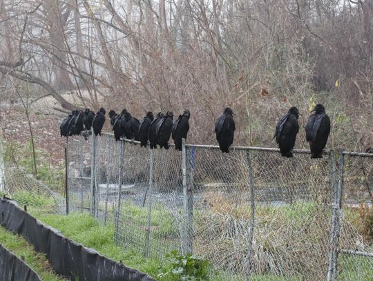 On the Fence