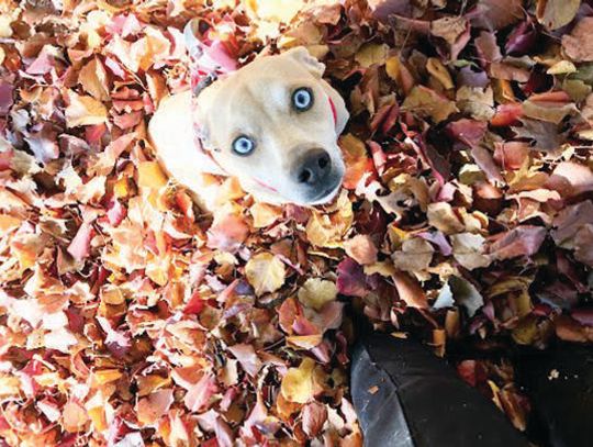 PASS program finds temporary home for pet during owners’ treatment