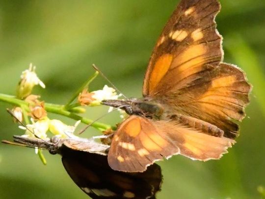 PASSING THROUGH: American snout butterflies migrate across San Marcos, Hill Country