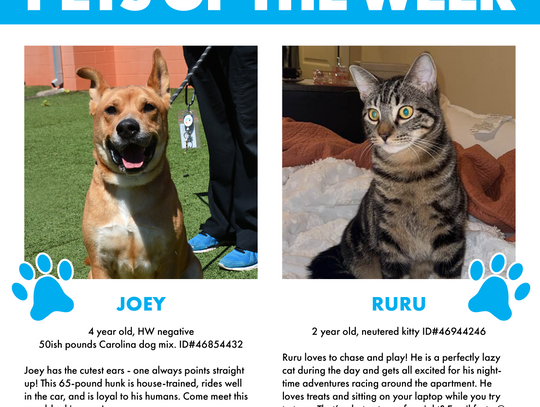 Pets of the Week