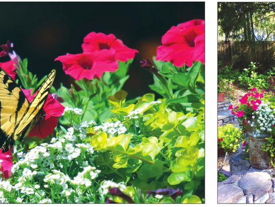 Petunias for Pollinators: It could be paradise