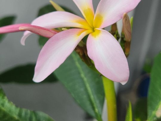 Plumeria, A Tropical Tree in a Winter Wonderland