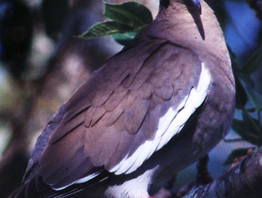 Preparing for dove hunting season after Winter Storm Uri