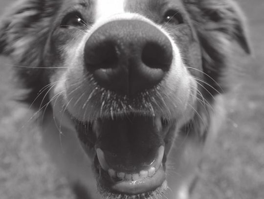 Protect pets in hot weather