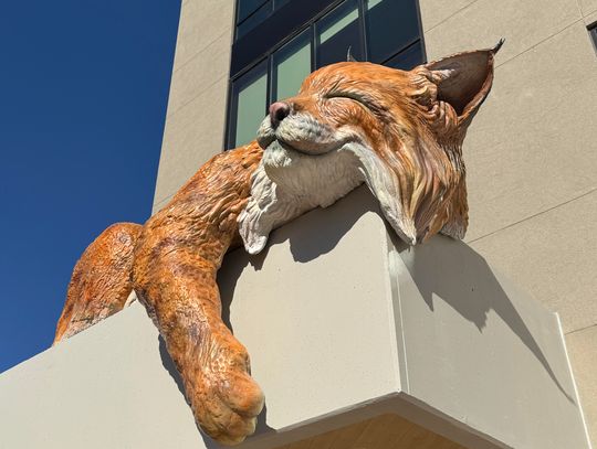 Public artist seeks support from San Marcos community to help win award for his Bobcat art at TXST