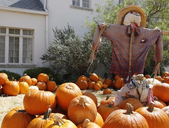 Pumpkin patch set to arrive at FUMC