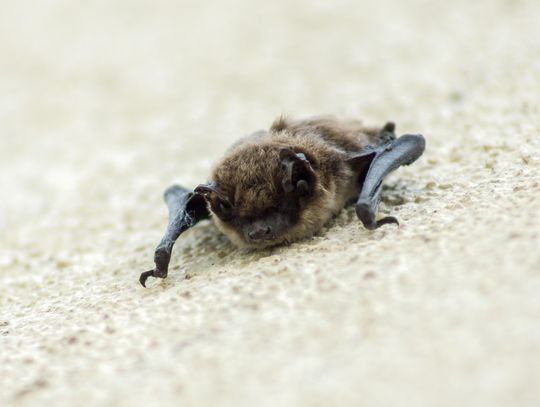 Rabid bat found at downtown Chipotle