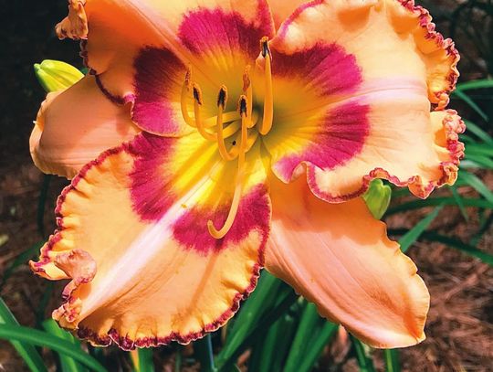 Rainbow Rhythm Daylilies transform problem area into secret garden