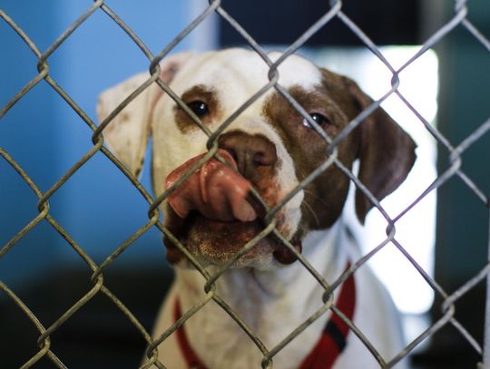 Renovations to begin at regional animal shelter