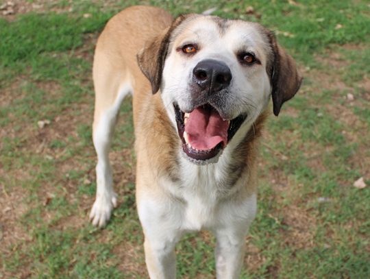 San Marcos Regional Animal Shelter