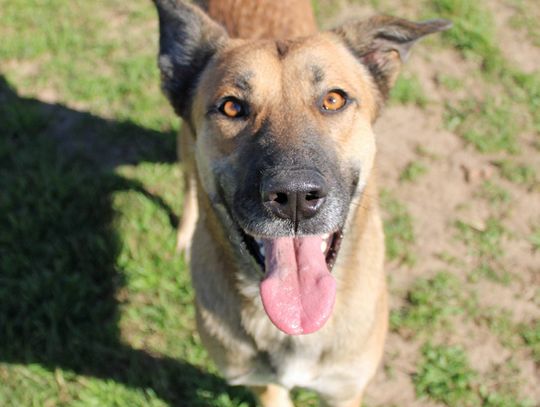 San Marcos Regional Animal Shelter