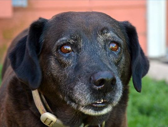 San Marcos Regional Animal Shelter ‘Pets of the Week’