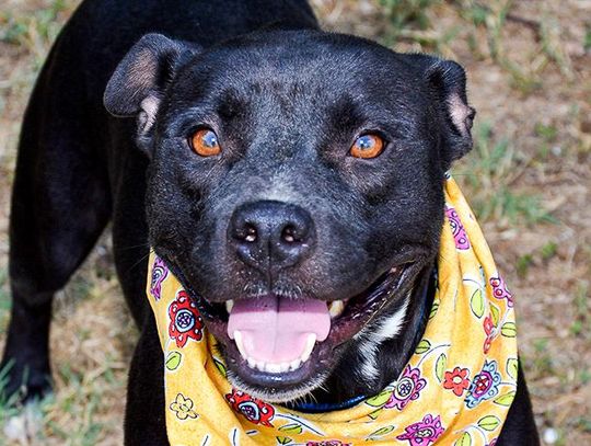 San Marcos Regional Animal Shelter ‘Pets of the Week’