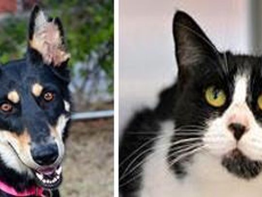 San Marcos Regional Animal Shelter ‘Pets of the Week’