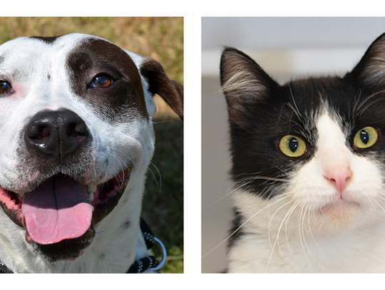 San Marcos Regional Animal Shelter Pets of the Week