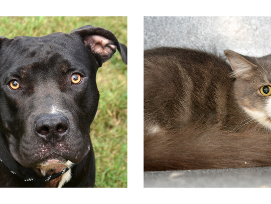 San Marcos Regional Animal Shelter Pets of the Week