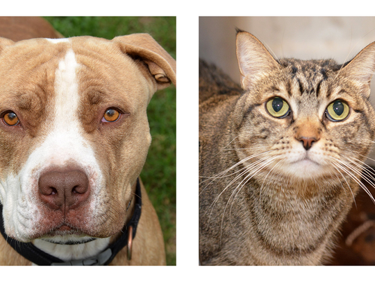 San Marcos Regional Animal Shelter Pets of the Week