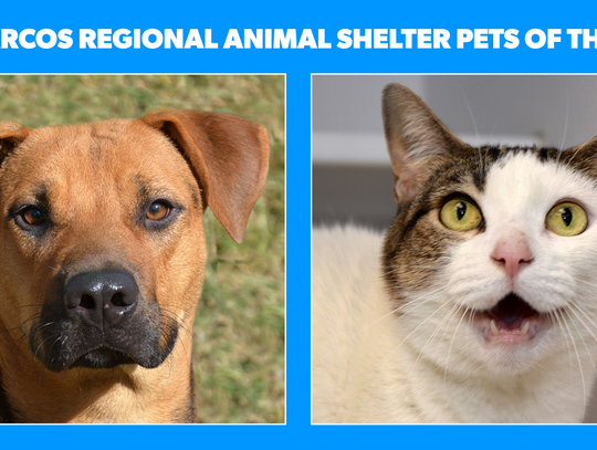 San Marcos Regional Animal Shelter Pets of the Week