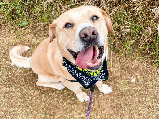 San Marcos Regional Animal Shelter Pets of the Week