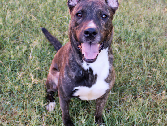 San Marcos Regional Animal Shelter Pets of the Week