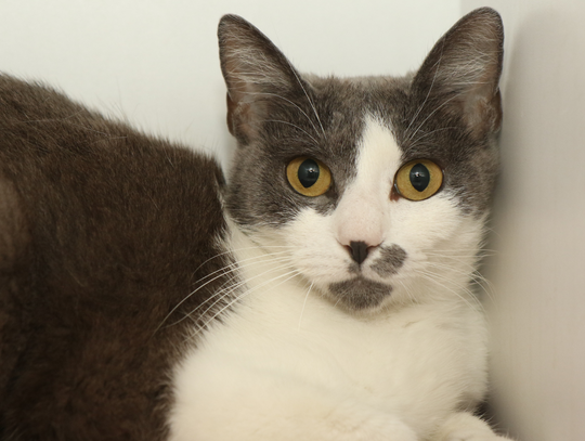 San Marcos Regional Animal Shelter Pets of the Week