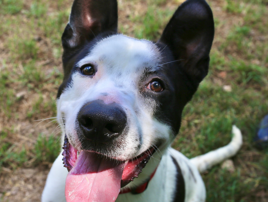 San Marcos Regional Animal Shelter Pets of the Week