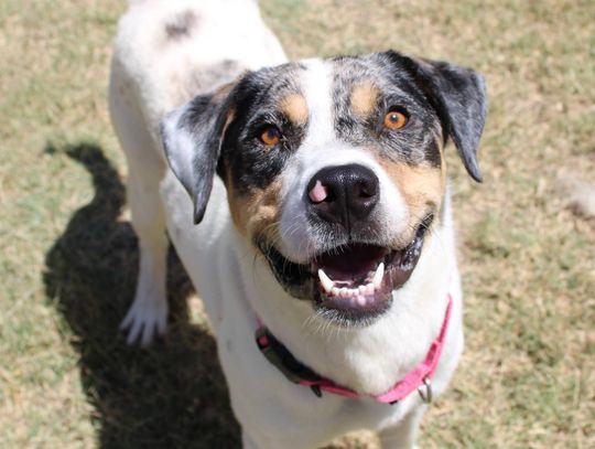 San Marcos Regional Animal Shelter Pets of the Week