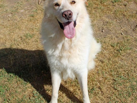 San Marcos Regional Animal Shelter Pets of the Week