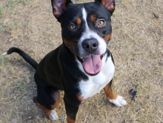 San Marcos Regional Animal Shelter Pets of the Week