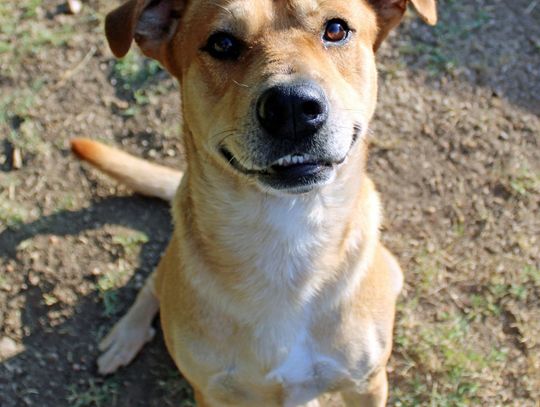 San Marcos Regional Animal Shelter Pets of the Week