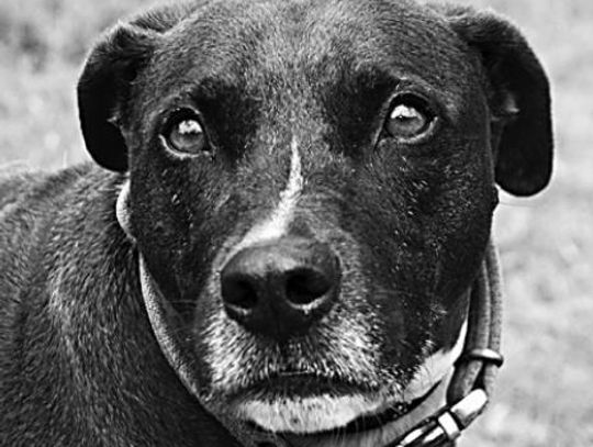 San Marcos Regional Animal Shelter Pets of the Week