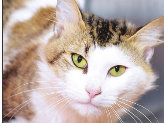 San Marcos Regional Animal Shelter Pets of the Week