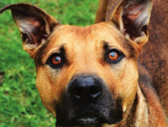 San Marcos Regional Animal Shelter Pets of the Week