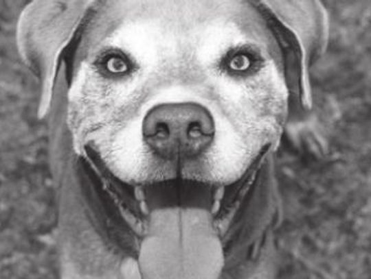 San Marcos Regional Animal Shelter Pets of the Week