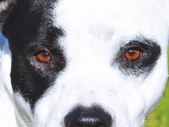 San Marcos Regional Animal Shelter Pets of the Week