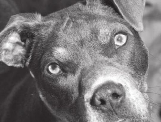 San Marcos Regional Animal Shelter Pets of the Week