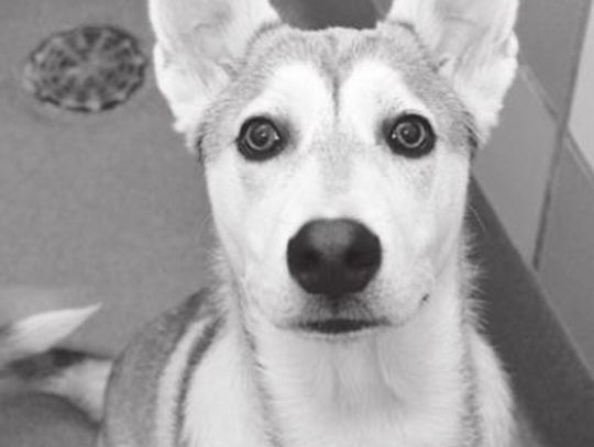 San Marcos Regional Animal Shelter Pets of the Week