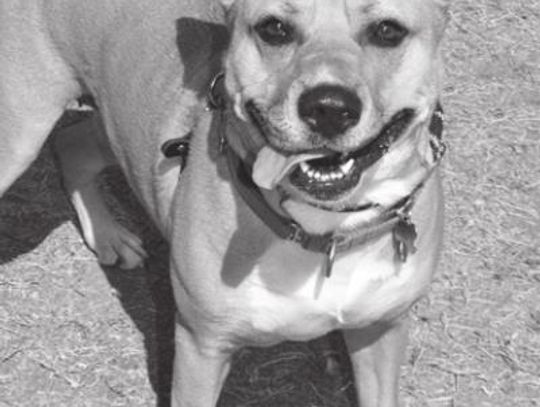 San Marcos Regional Animal Shelter Pets of the Week