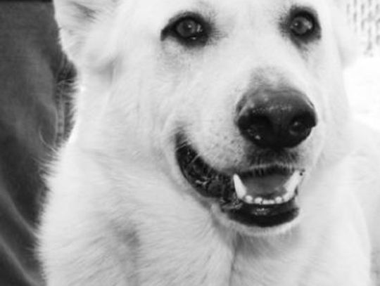 San Marcos Regional Animal Shelter Pets of the Week