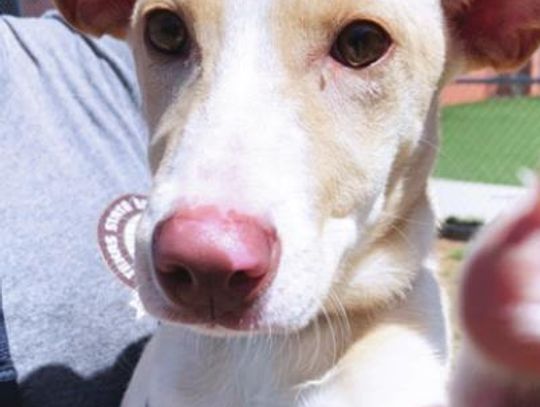 San Marcos Regional Animal Shelter Pets of the Week