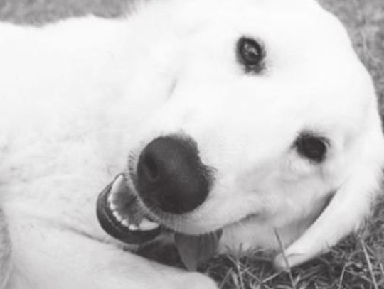 San Marcos Regional Animal Shelter Pets of the Week